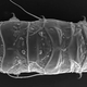 Illustration for article titled Newly discovered species could be the last one standing on Earth
